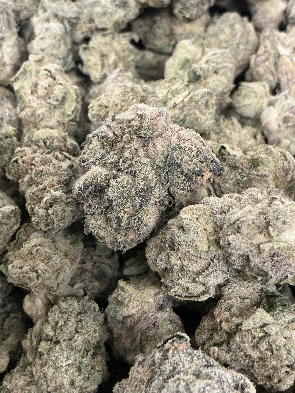 Cheetah Piss 27.08% Hybrid Tier 2